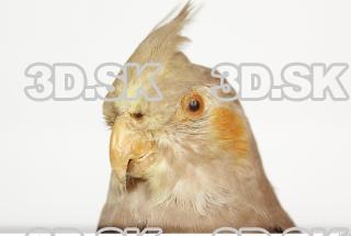 Cockatiel - Nymphicus hollandicus 0007